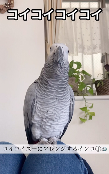 ゴイゴイスーのアレンジ