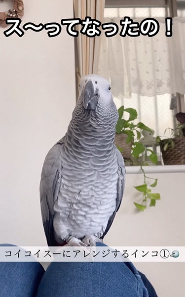 ゴイゴイスーのアレンジ