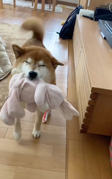 「行こう」しか聞かず喜ぶ柴犬