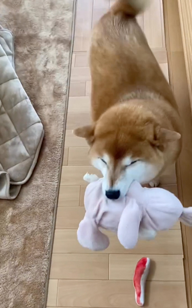 「行こう」しか聞かず喜ぶ柴犬