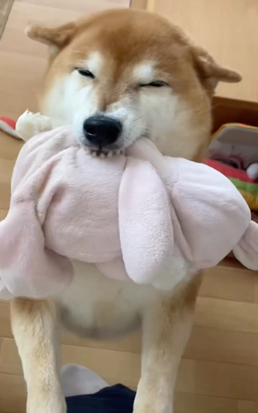 「行こう」しか聞かず喜ぶ柴犬