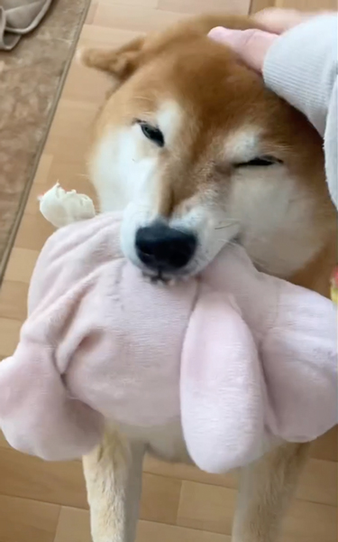 「行こう」しか聞かず喜ぶ柴犬