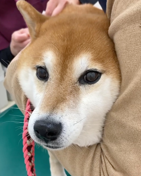 狂犬病のワクチン