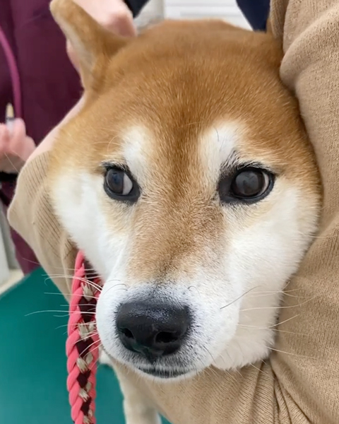 狂犬病のワクチン
