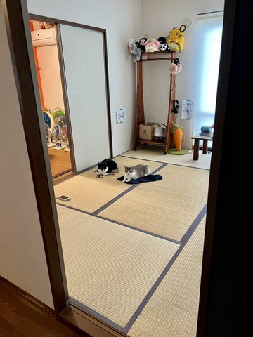 パジャマの上に乗る猫2匹