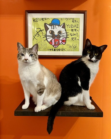 お尻合わせるニャンズ