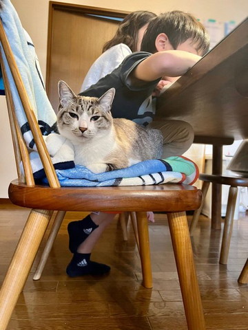 タオルでくつろぐ猫