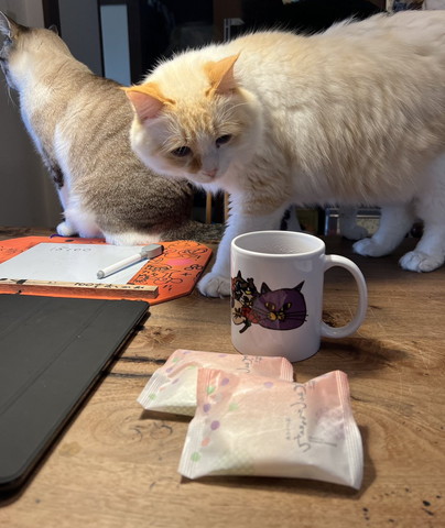 お菓子見てる猫