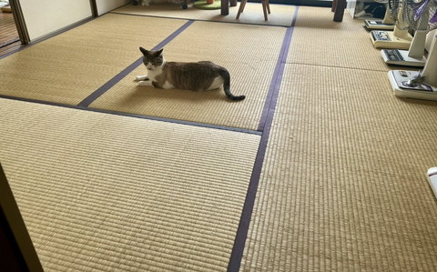 くつろいでる猫