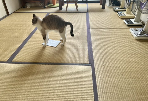 プリントの上に立ってる猫