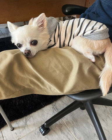 足の上でくつろいでるワンコ