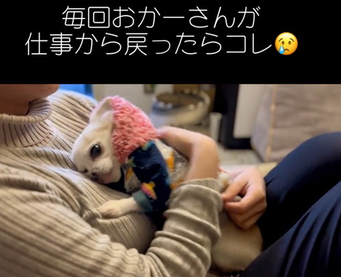 お母さんの胸に顔うずめて舌だしてるワンコ