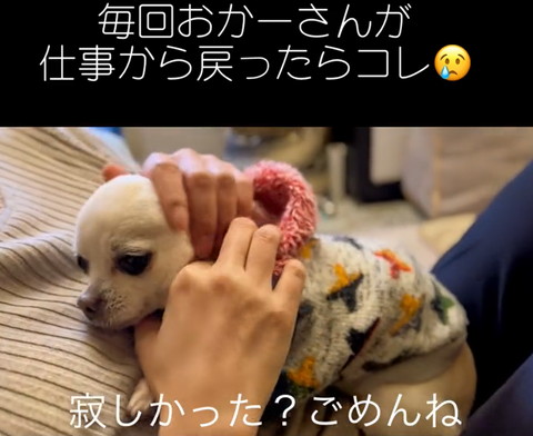 寂しかったごめんねテロップ