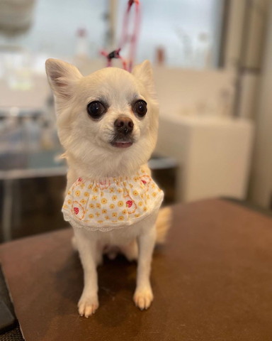 前掛けしてお座りワンコ