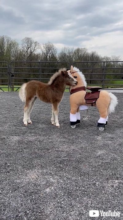 うれしそうな子馬