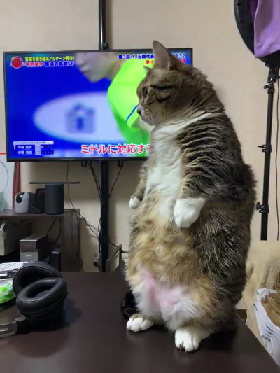 猫
