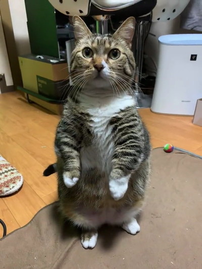 猫