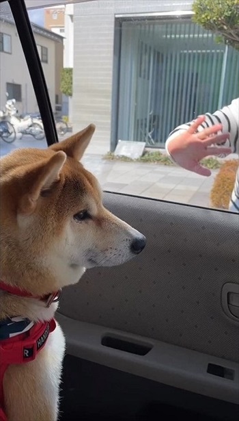 バイバイの瞬間はツンすぎる柴犬