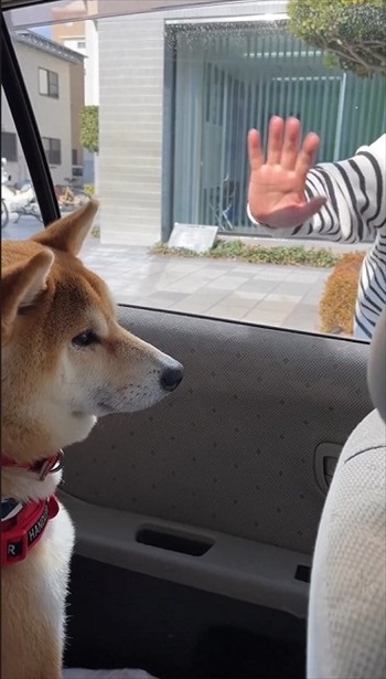無視する柴犬