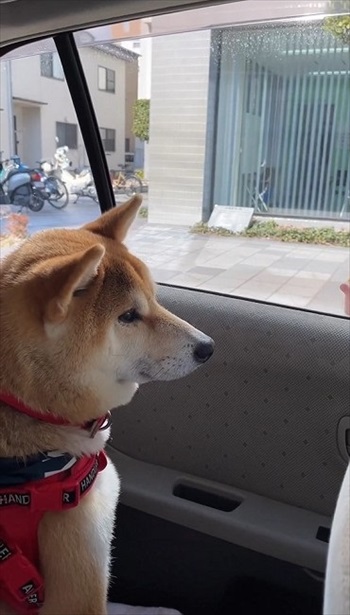 知らんぷり柴犬