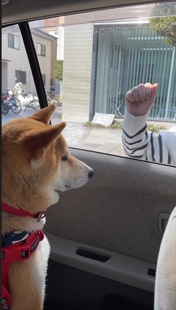 チラ見だけの柴犬