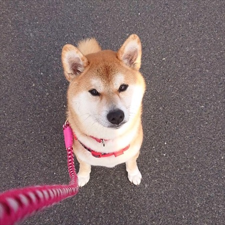 カリカリ見つめる柴犬