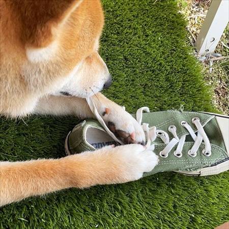 靴紐きになる柴犬