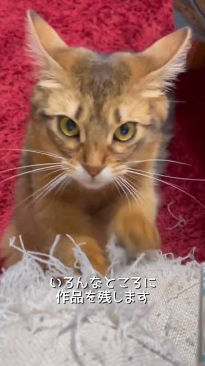 猫 飼う前 覚悟 いたずら 作品 アーティスト ソファ ふすま 穴