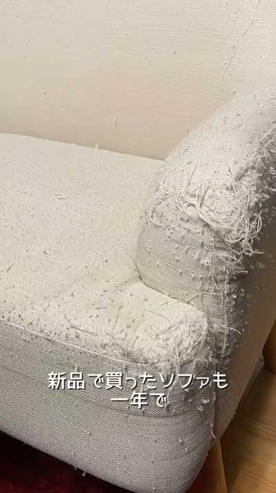 猫 飼う前 覚悟 いたずら 作品 アーティスト ソファ ふすま 穴