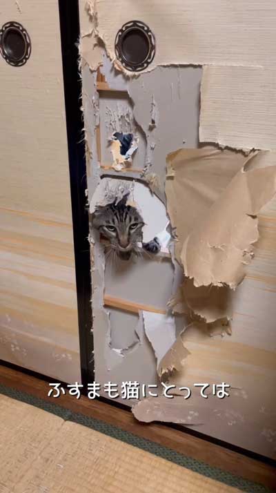 猫 飼う前 覚悟 いたずら 作品 アーティスト ソファ ふすま 穴