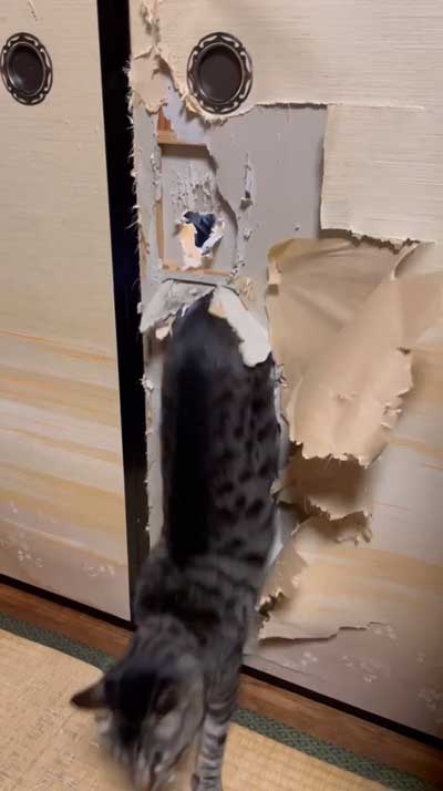 猫 飼う前 覚悟 いたずら 作品 アーティスト ソファ ふすま 穴