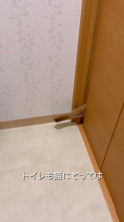 猫 飼う前 覚悟 いたずら 作品 アーティスト ソファ ふすま 穴