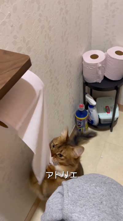 猫 飼う前 覚悟 いたずら 作品 アーティスト ソファ ふすま 穴