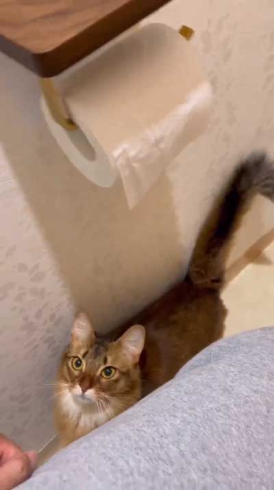 猫 飼う前 覚悟 いたずら 作品 アーティスト ソファ ふすま 穴