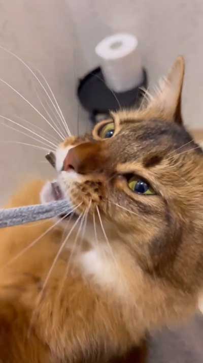 猫 飼う前 覚悟 いたずら 作品 アーティスト ソファ ふすま 穴