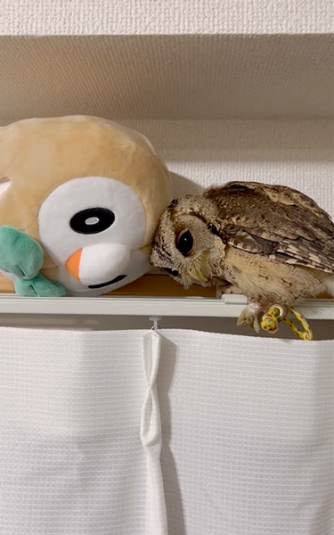 モクローのぬいぐるみが好きなフクロウ