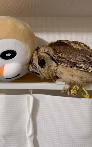 モクローのぬいぐるみが好きなフクロウ