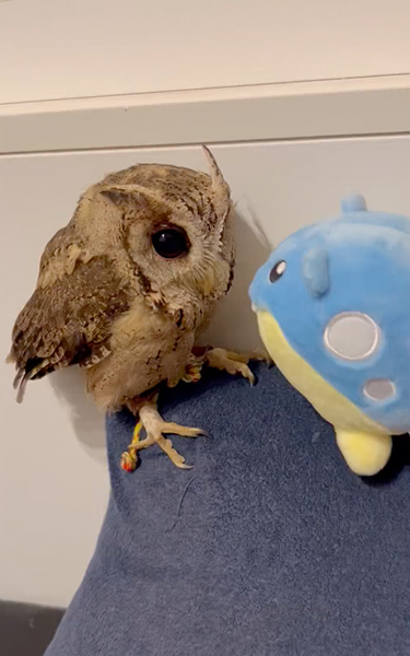 タマザラシも気になる