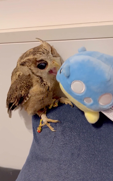 タマザラシも気になる