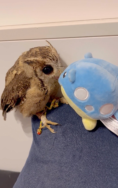 タマザラシも気になる