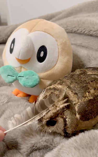 モクローと一緒になでなで