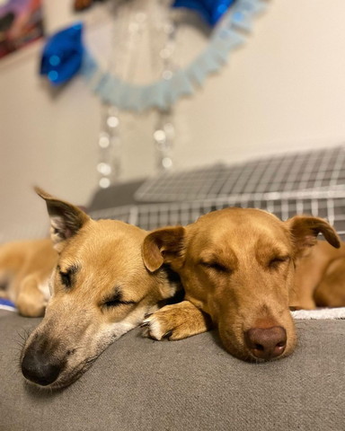 寝てるワンコ2匹