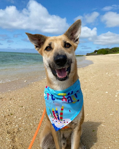 海をバックに笑顔のワンコ