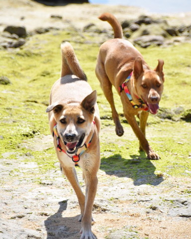 走るワンコ２匹