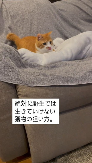 舌を出す猫