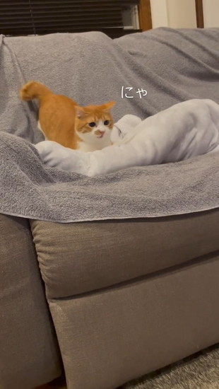 小さく鳴く猫