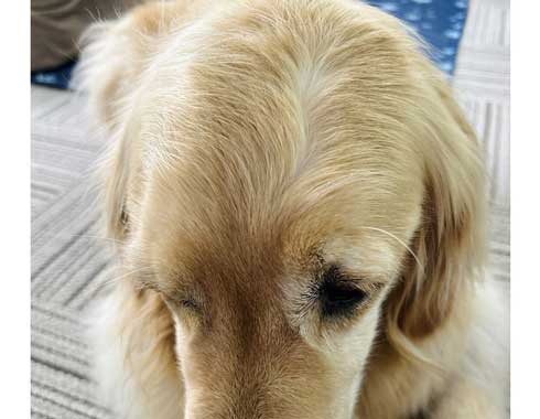 シチサン分けの犬