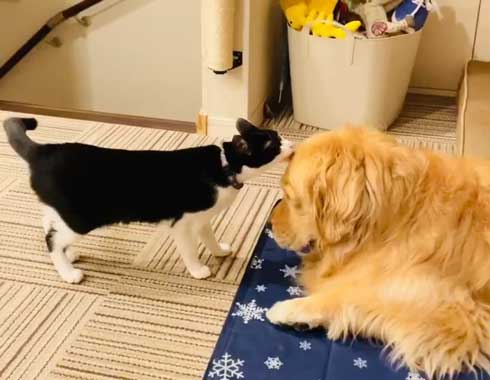 毛並みを整える猫