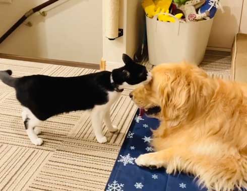 猫と犬仲良し