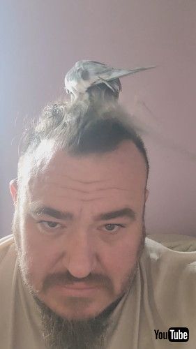 頭にインコが乗る男性